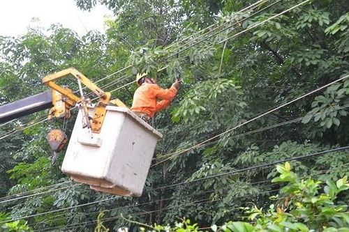 Cần Thơ yêu cầu rà soát, cung cấp thông tin các dự án trồng, chăm sóc cây xanh