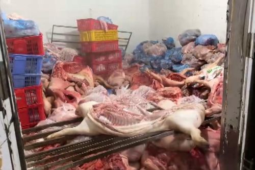 Tiêu hủy hơn 4.000 kg thịt lợn nhiễm bệnh ở Vĩnh Phúc