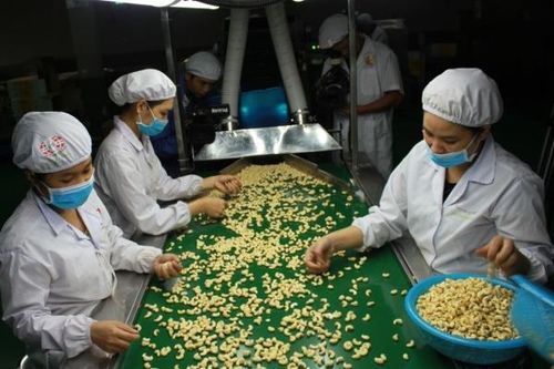 Xuất khẩu hạt điều: Các nước Bắc Âu bổ sung thêm quy định mới gì?
