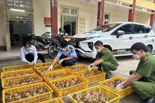 Xử lý triệt để nạn buôn bán gia súc, gia cầm để bảo vệ người nông dân và doanh nghiệp chăn nuôi