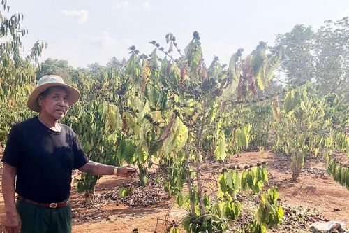 Mưa đầu mùa giải hạn cho hàng ngàn héc ta cây trồng ở Gia Lai