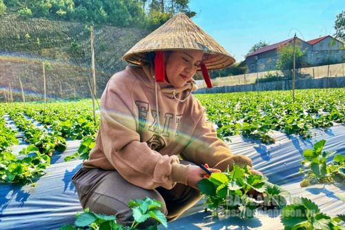 Hiệu quả từ mô hình trồng dâu tây kết hợp du lịch trải nghiệm