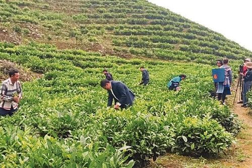 Chuyện giảm nghèo ở ''lõi nghèo'' Lào Cai