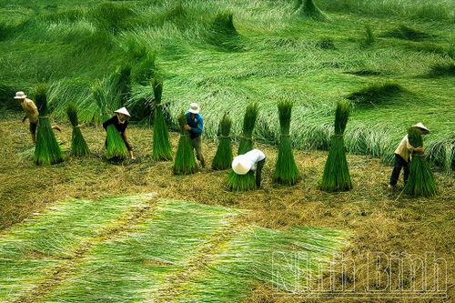 Nghề cói ở Kim Sơn