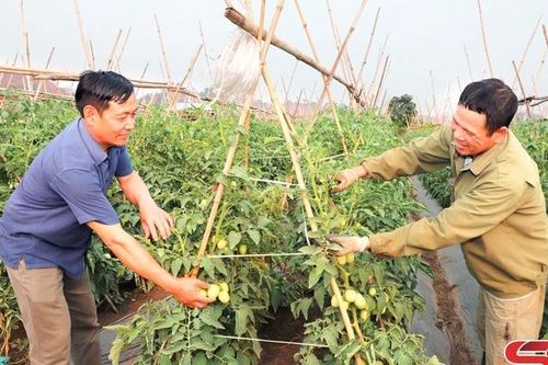 Sản xuất nông nghiệp theo lợi thế vùng