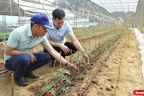 Sử dụng công nghệ tưới nước tiết kiệm ứng phó với hạn hán