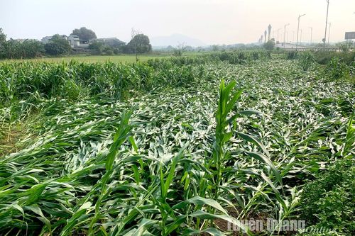 Mưa lớn nguy cơ sạt lở đất đá đồi dốc, ngập úng vùng trũng