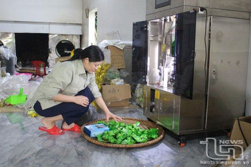 Người làm chè Tân Cương chung sức bảo vệ môi trường