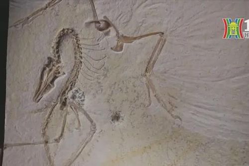 Mỹ trưng bày hóa thạch khủng long Archaeopteryx