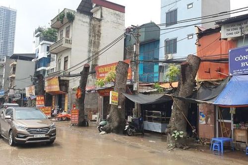 Loạt cây xanh lâu năm ở Hà Nội 'mất ngọn', trơ trụi để triển khai dự án
