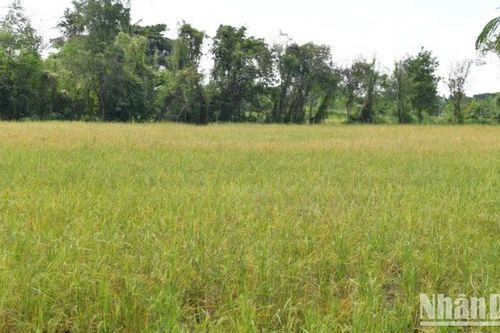 Thái Lan hy vọng tiếp tục giữ vị trí thứ hai thế giới về xuất khẩu gạo