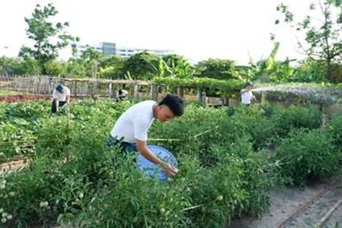 Bộ đội hậu cần làm theo lời Bác Hồ dạy: Điểm sáng trong tăng gia sản xuất ở Sư đoàn 377