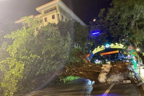Miền Bắc mưa dông, quật đổ cây đa lớn ở Hà Giang