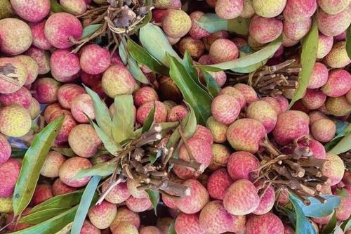 Giá vải u hồng chín sớm tăng lên hơn 100.000 đồng/kg nhưng nông dân vẫn kém vui