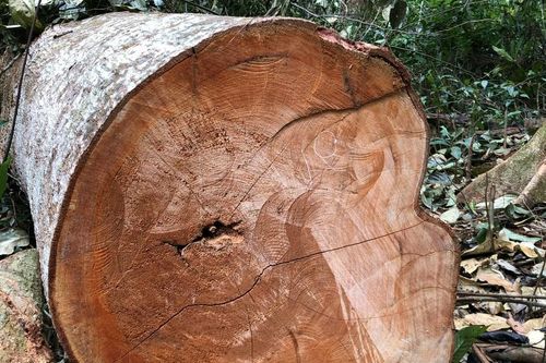 Bắt giữ đối tượng bị truy nã đặc biệt