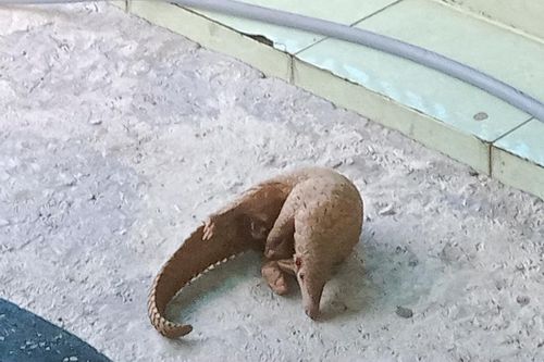 Đi làm về phát hiện cá thể tê tê Java băng qua đường