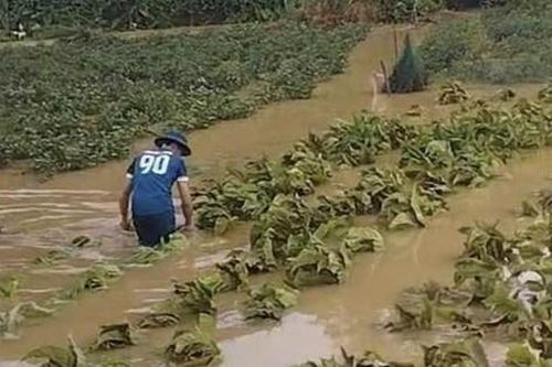 Mưa lớn ở Lạng Sơn gây ngập úng, sạt lở