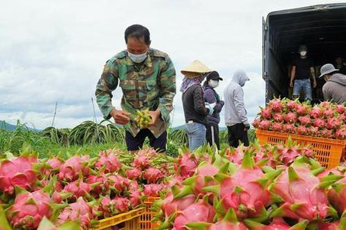 Châu Âu cảnh báo quan trọng về thanh long, đậu bắp Việt Nam