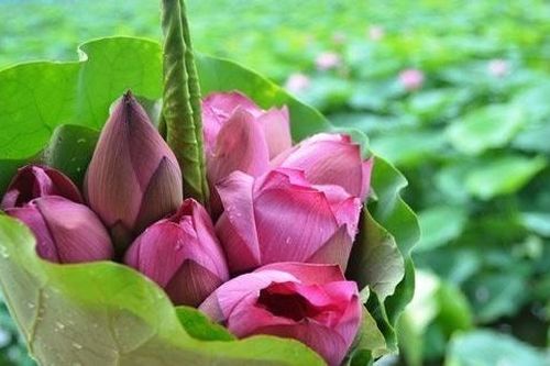 Hà Nội lần đầu tổ chức Lễ hội Sen