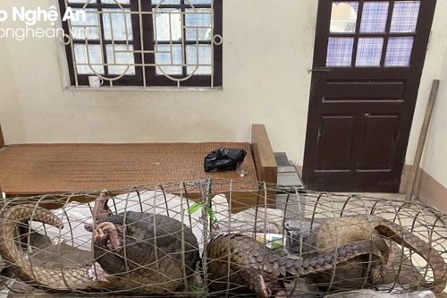 Những trường hợp nào sẽ bị truy cứu trách nhiệm hình sự vì vi phạm quy định về bảo vệ động vật nguy cấp, quý, hiếm?