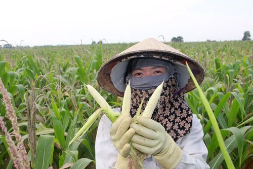 Hàng trăm héc-ta ngô ở huyện Tân Kỳ không có hạt vì hạn nặng