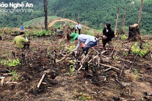 Làm rõ 3 vụ phá rừng, huyện Con Cuông xem xét đưa các đối tượng liên quan ra xét xử lưu động