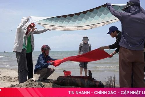 Phát hiện xác cá voi trôi dạt vào bờ biển Nghi Xuân
