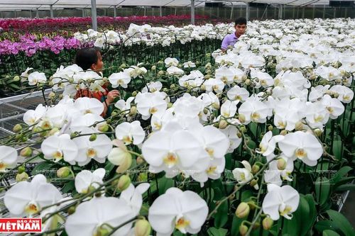 Phát triển nông nghiệp xanh gắn với du lịch trải nghiệm