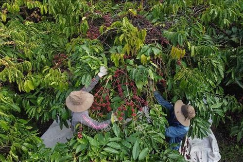 Ưu tiên liên kết trong sản xuất, tiêu thụ cà phê