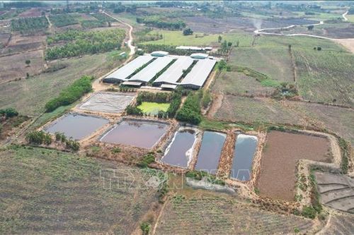Huyện Chư Sê cam kết xử lý dứt điểm ô nhiễm môi trường từ trang trại nuôi lợn