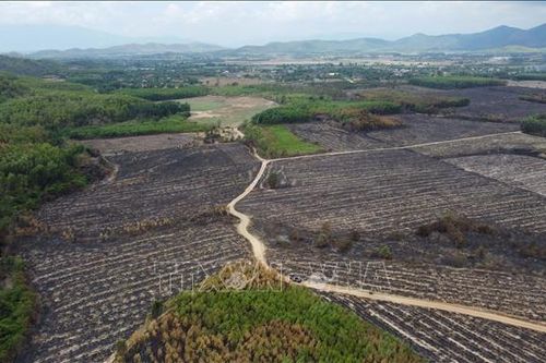 Khống chế hoàn toàn vụ cháy rừng, ruộng mía tại Khánh Hòa