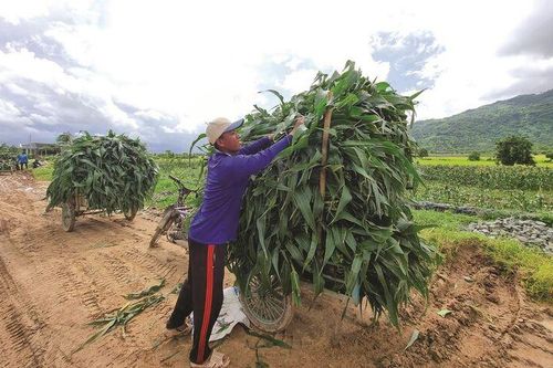 Mòn mỏi chờ mưa