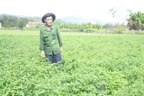 Người cao tuổi ở Ia Grai làm kinh tế giỏi