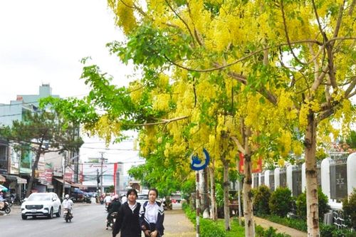 Phố núi mùa hoa