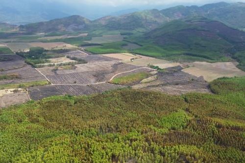 Đám cháy keo, mía lưu gốc tại Ninh Sơn đã được khống chế, dập tắt