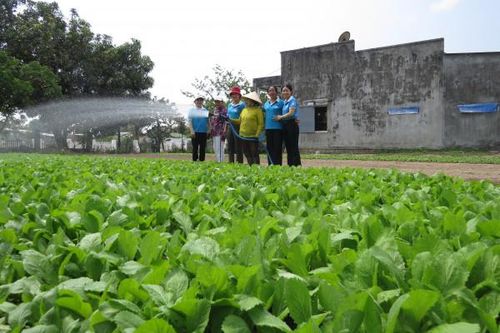 Tổ hợp tác Trồng rau sạch xã Cam Thành Nam: Kết nối, hỗ trợ phụ nữ trồng rau an toàn