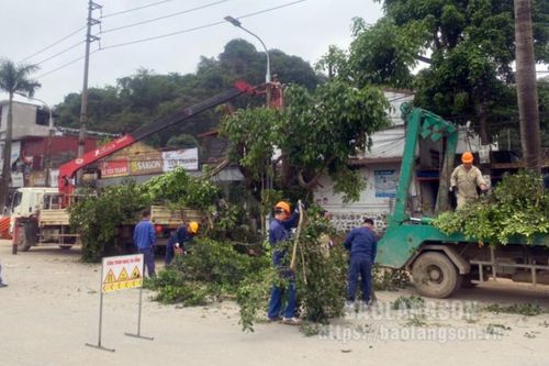 Thành phố Lạng Sơn: Phòng tránh thiệt hại do cây xanh gãy, đổ trong mùa mưa bão