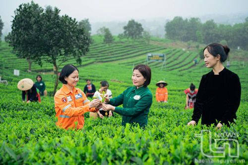 Masan High-Tech Materials: 'Trao cần câu, không trao cá'