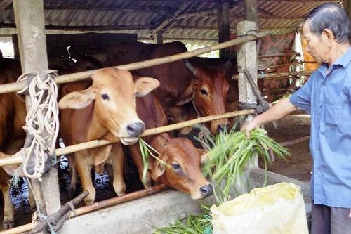 Ứng phó nắng nóng cho gia súc, gia cầm