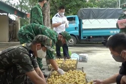 Xử lý nghiêm, triệt để hoạt động buôn bán gia súc, gia cầm nhập lậu