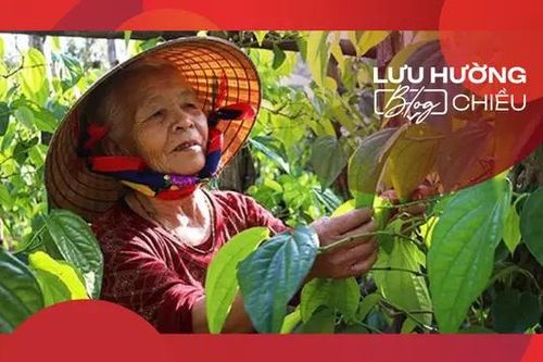 Giàn trầu thơm thảo ấm áp yêu thương