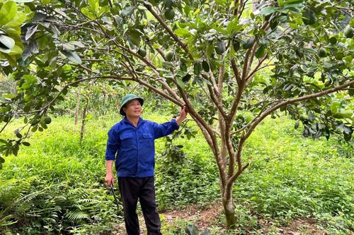 Gương sáng cựu chiến binh làm kinh tế giỏi