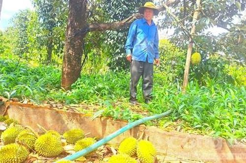 Sầu riêng rụng đầy vườn sau trận 'mưa vàng', nông dân khóc ròng
