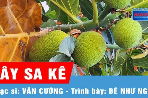 Cây sa kê