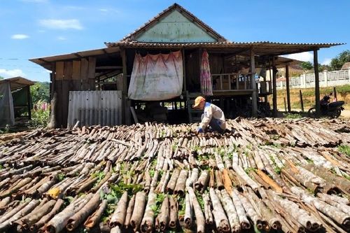 Cây thơm phức dân một xã ở Bình Định trồng bóc vỏ bán