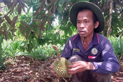 Gia Lai: Kẻ khóc, người cười sau những cơn mưa đầu mùa