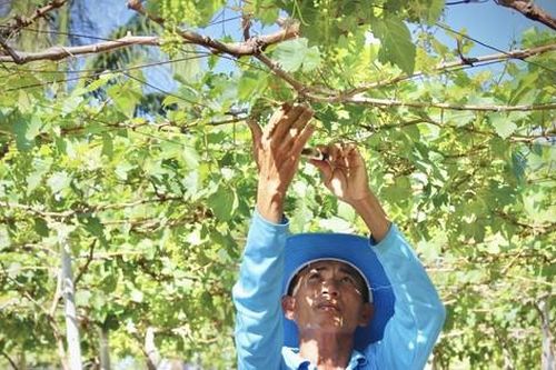 'Thủ phủ nho' Ninh Thuận khát nước