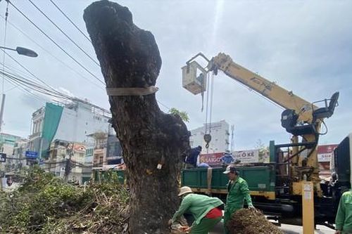 TPHCM ngày càng thiếu cây xanh