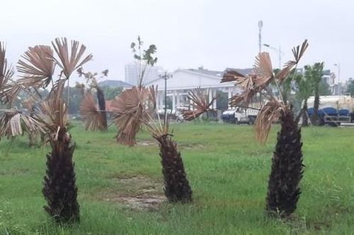 Bộ Công an yêu cầu Thanh Hóa cung cấp thông tin các dự án trồng, chăm sóc cây xanh