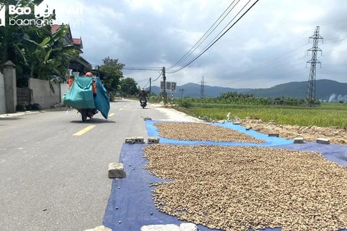 Nguy cơ mất an toàn giao thông khi lòng đường bị biến thành sân phơi thóc